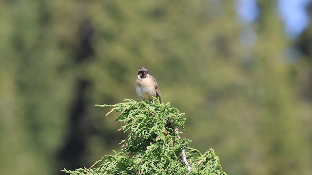 Black-throated Accentor - ML636152797