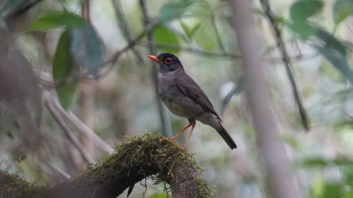 Black-headed Nightingale-Thrush - ML636152811