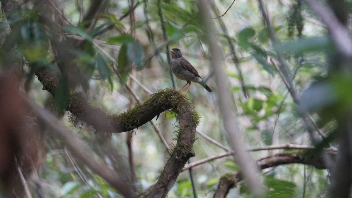 Black-headed Nightingale-Thrush - ML636152813