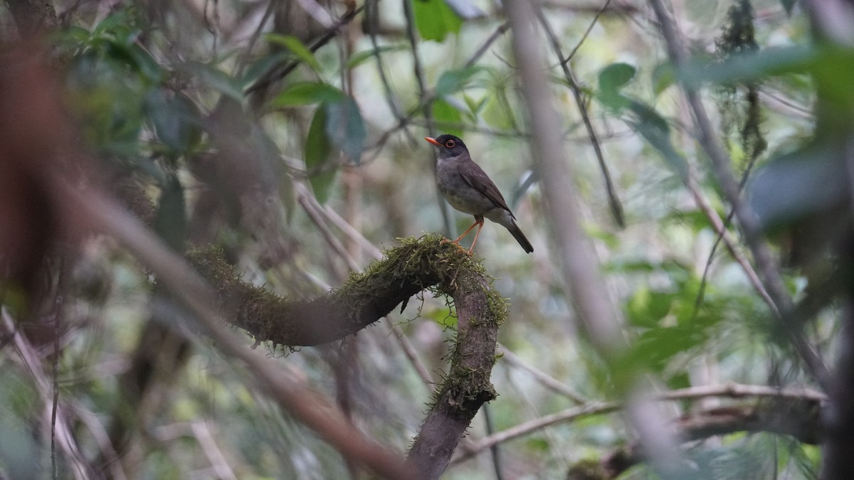 Black-headed Nightingale-Thrush - ML636152814