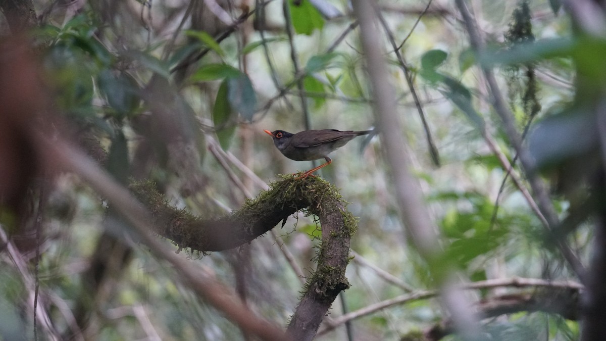 Black-headed Nightingale-Thrush - ML636152815