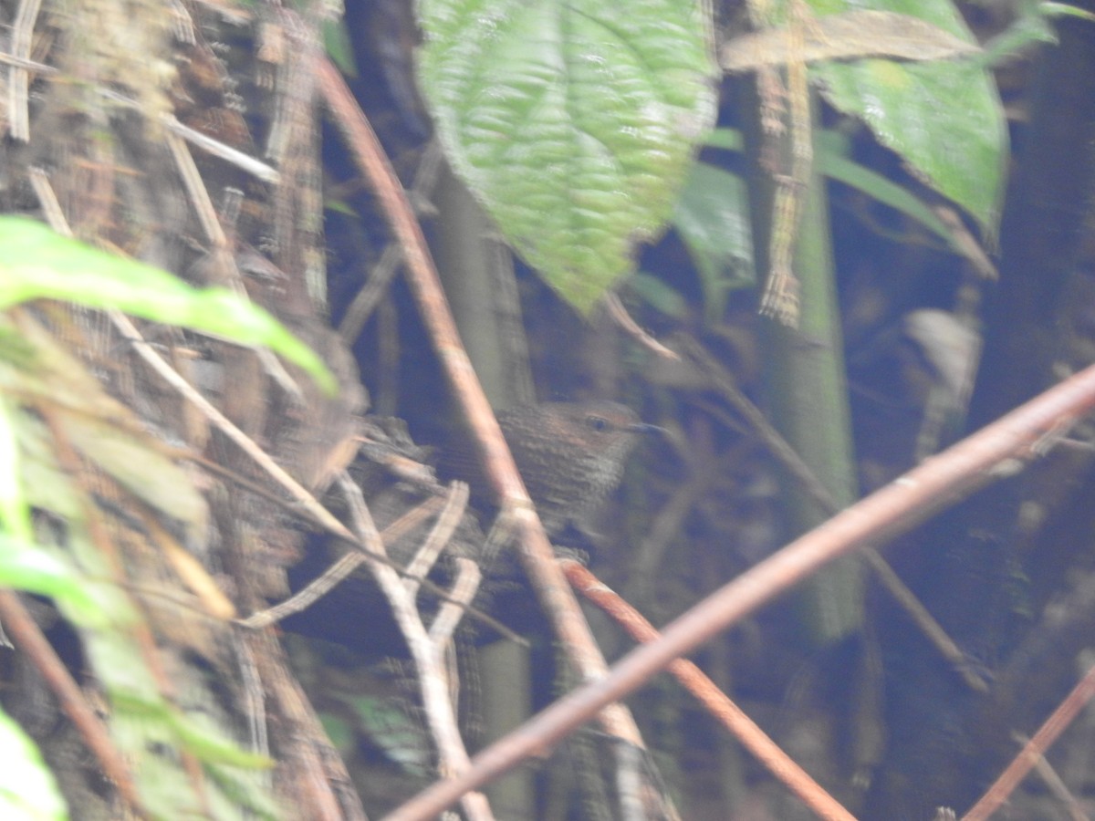 Pygmy Cupwing - ML636152895