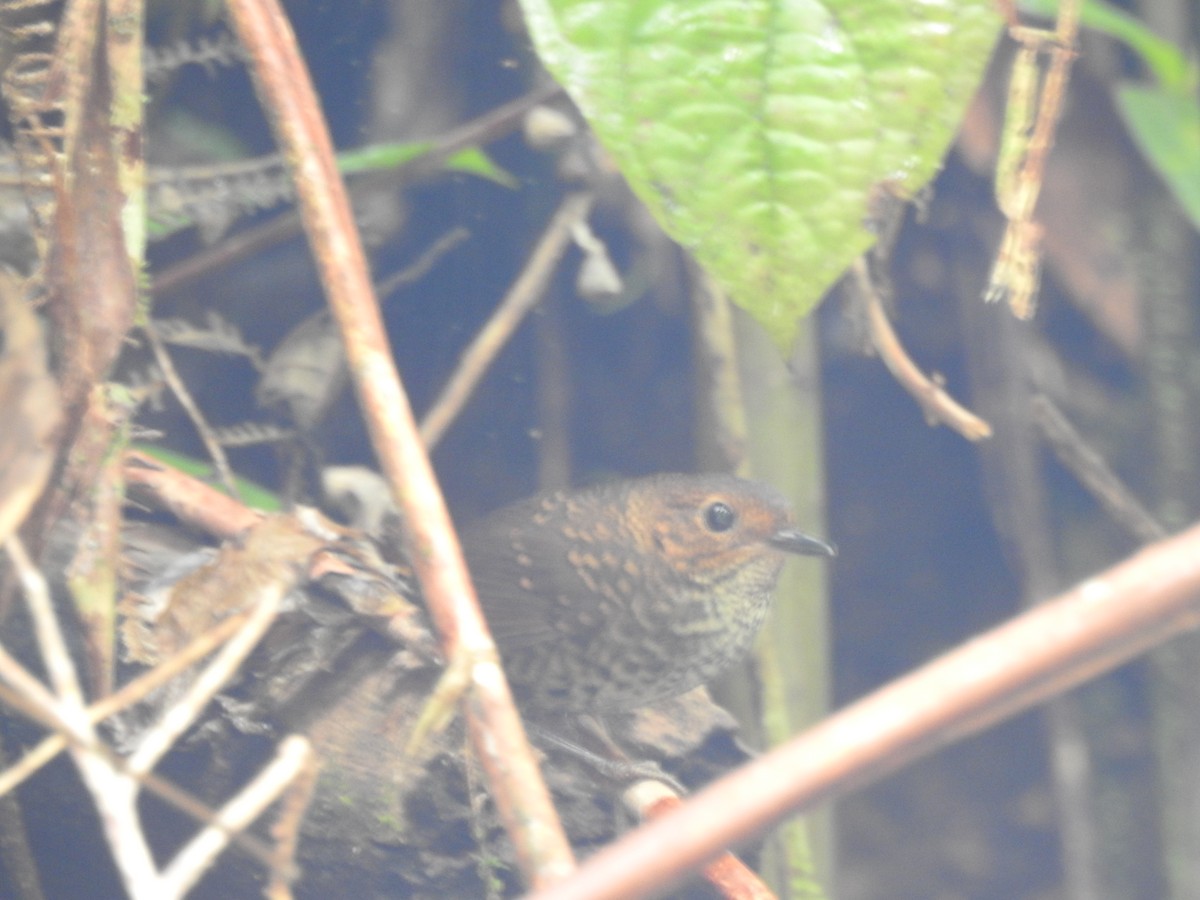 Pygmy Cupwing - ML636152896