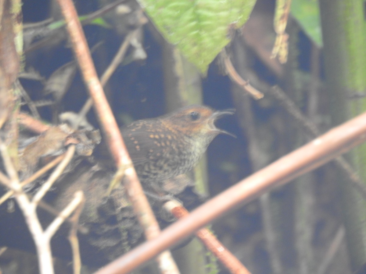 Pygmy Cupwing - ML636152897