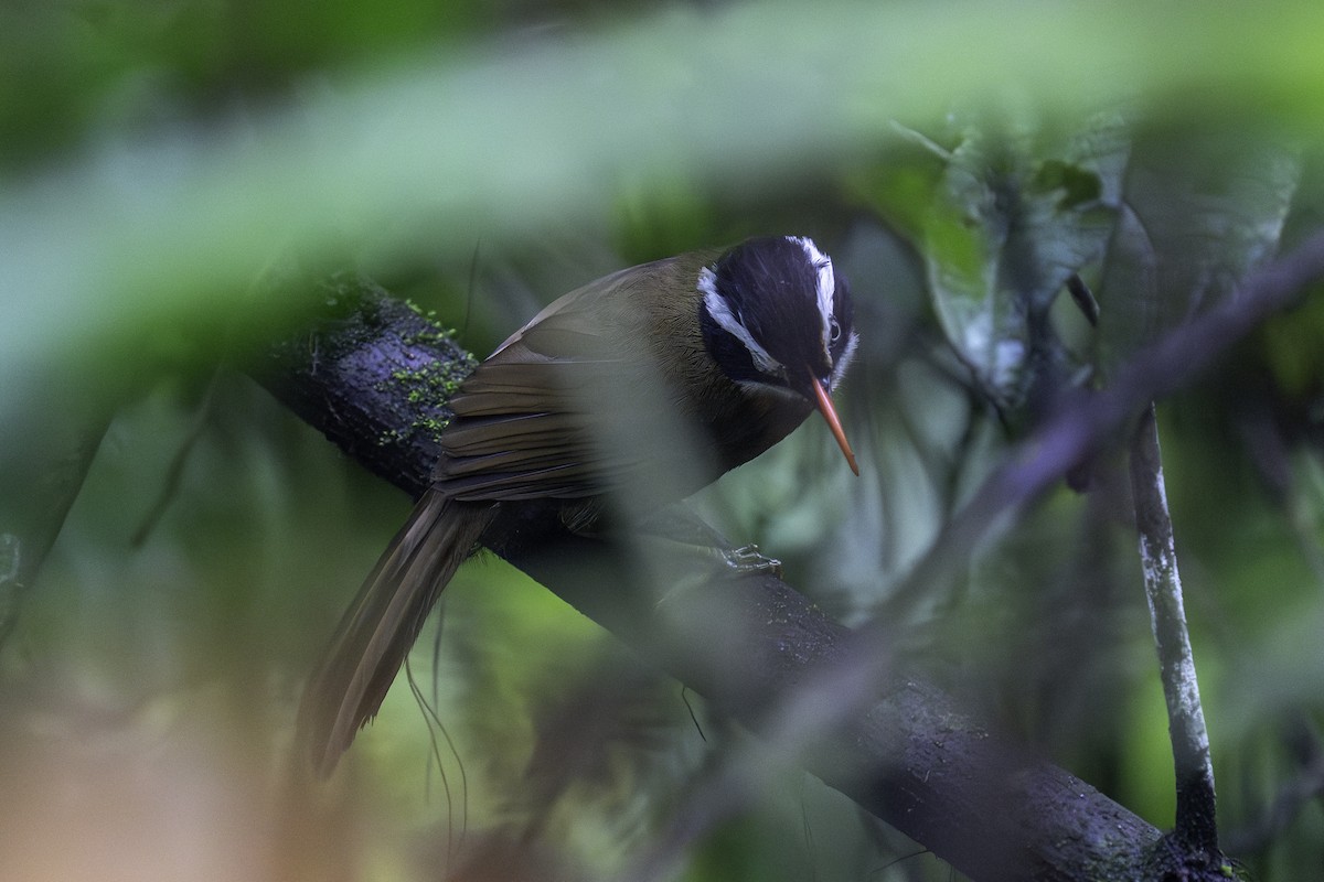 Black-crowned Scimitar-Babbler - ML636153010
