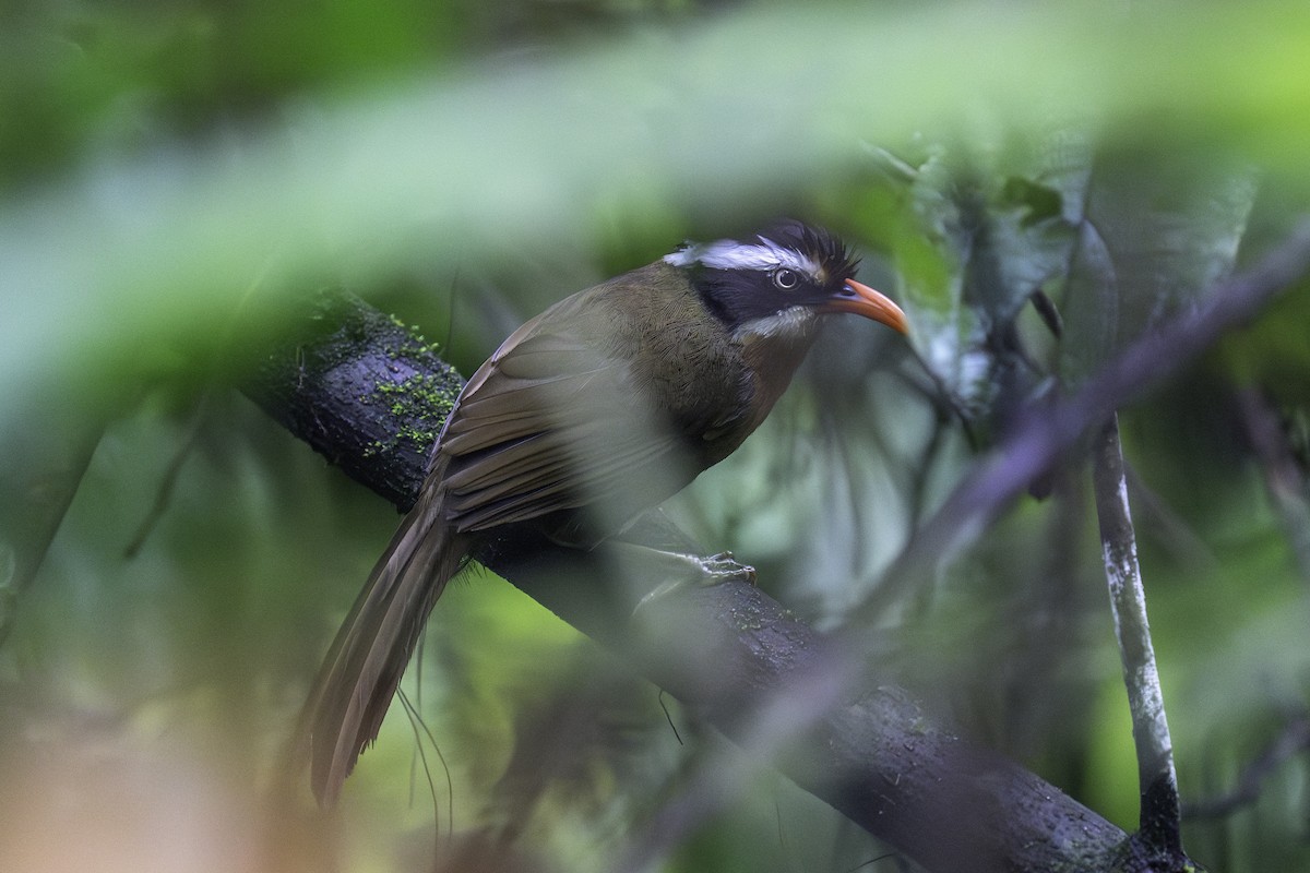 Black-crowned Scimitar-Babbler - ML636153011
