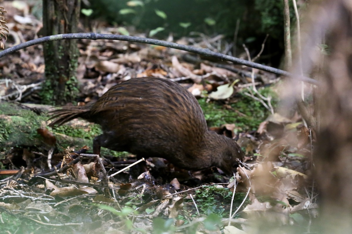 Weka - ML636153121