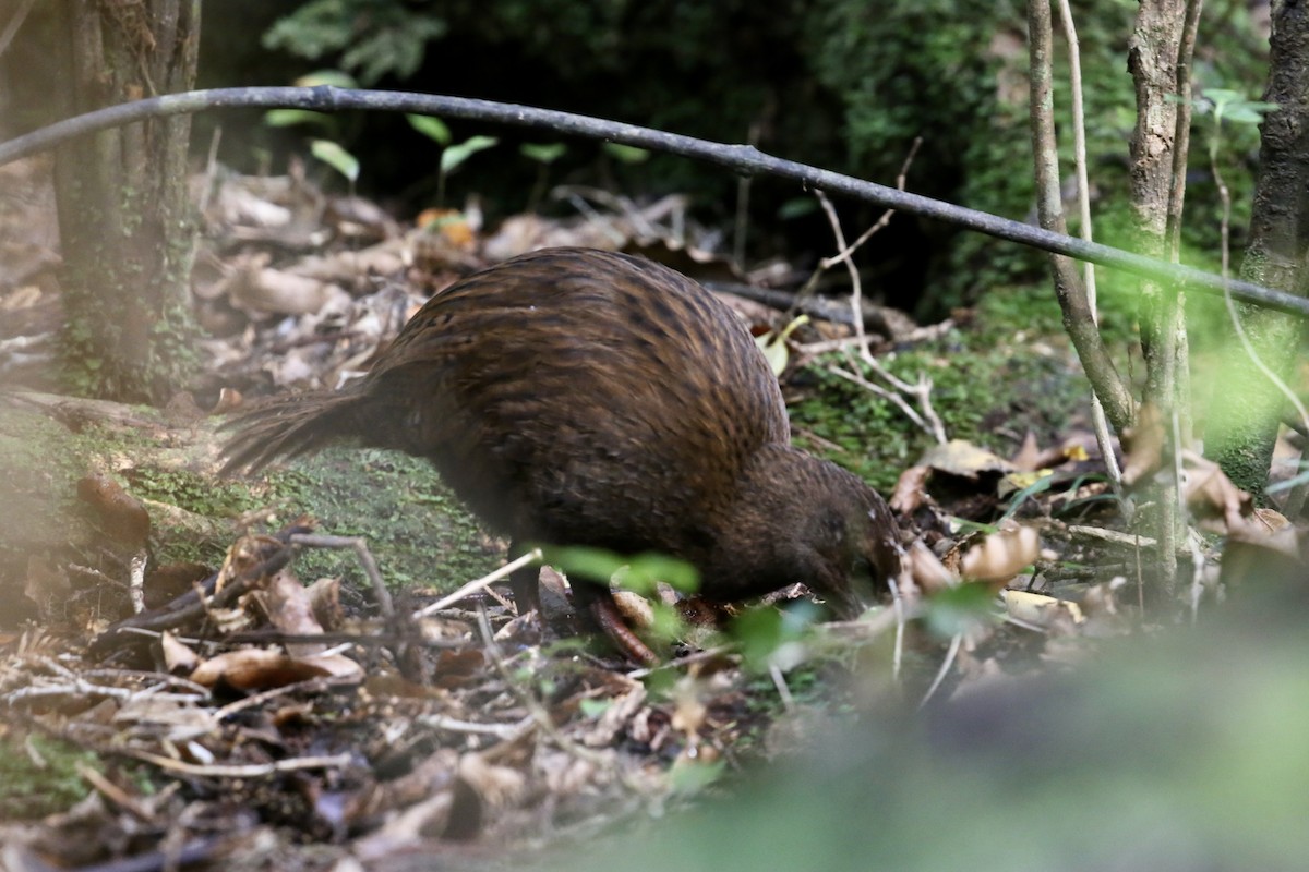 Weka - ML636153123