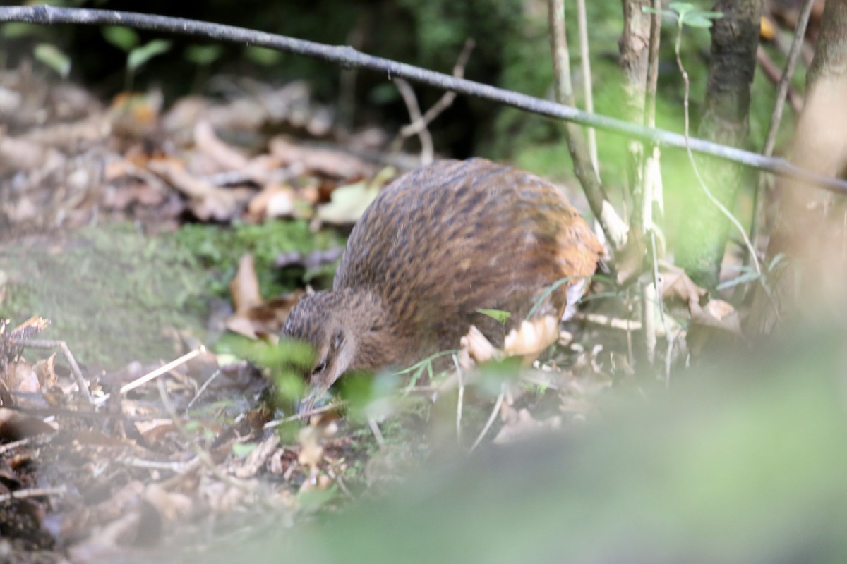 Weka - ML636153127