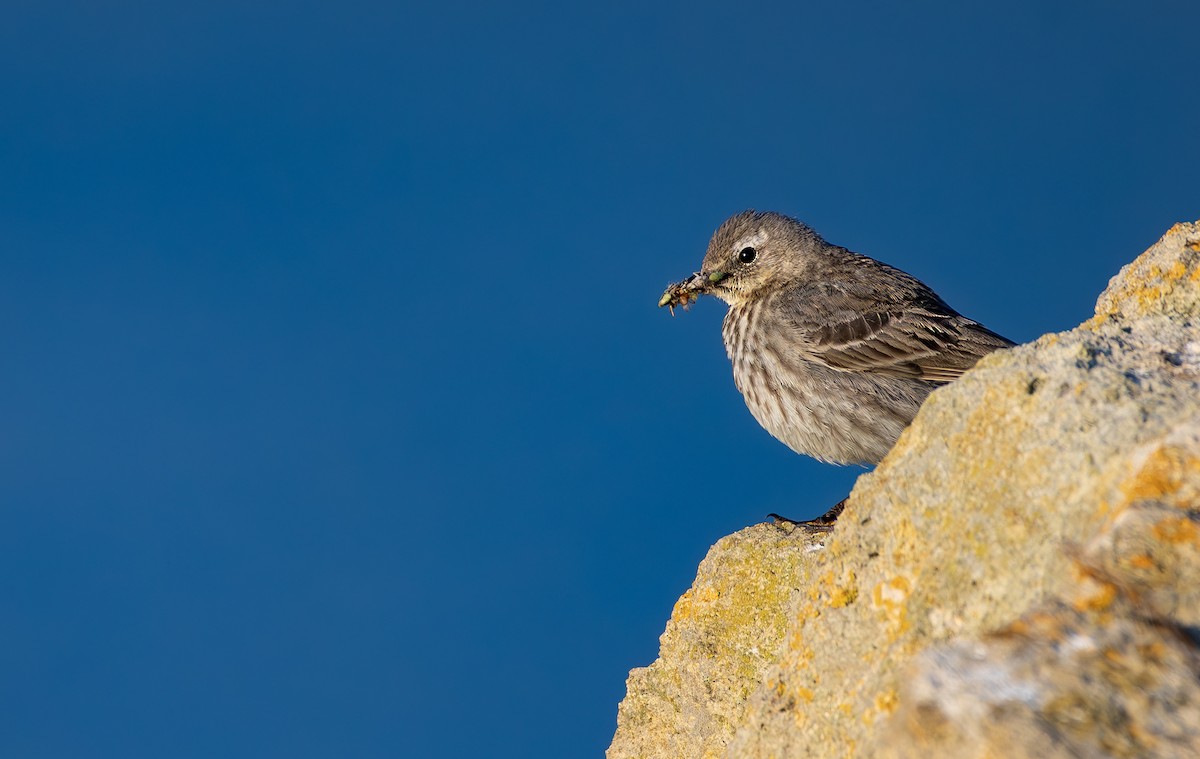 Rock Pipit - ML636153247