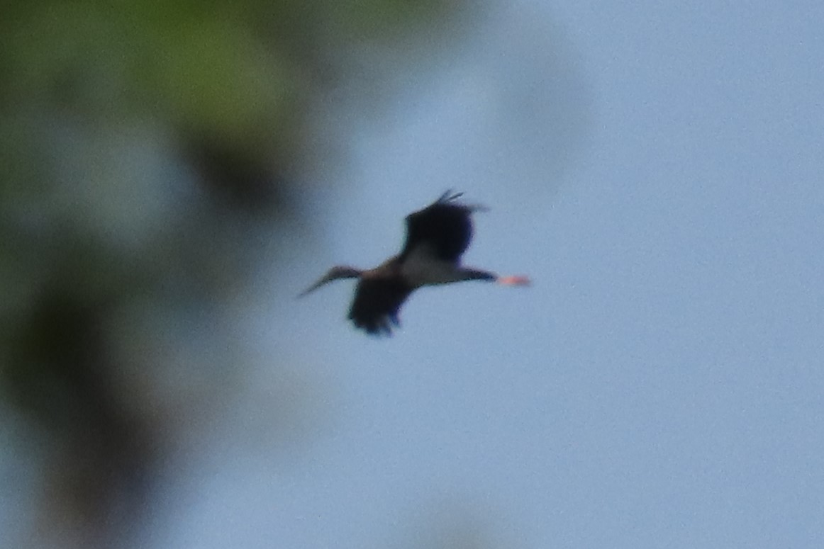 Black Stork - ML636153251