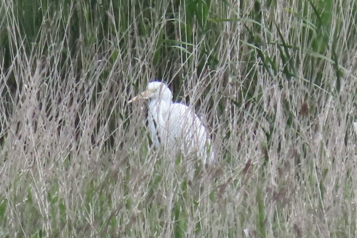 Great Egret - ML636153261