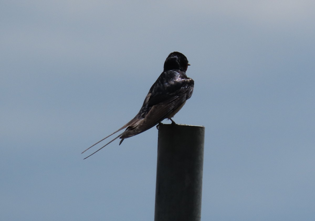 Barn Swallow - ML636153265