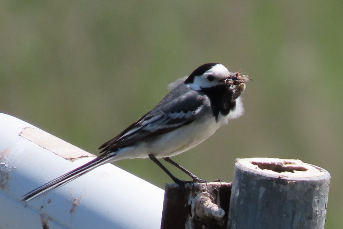 White Wagtail - ML636153268