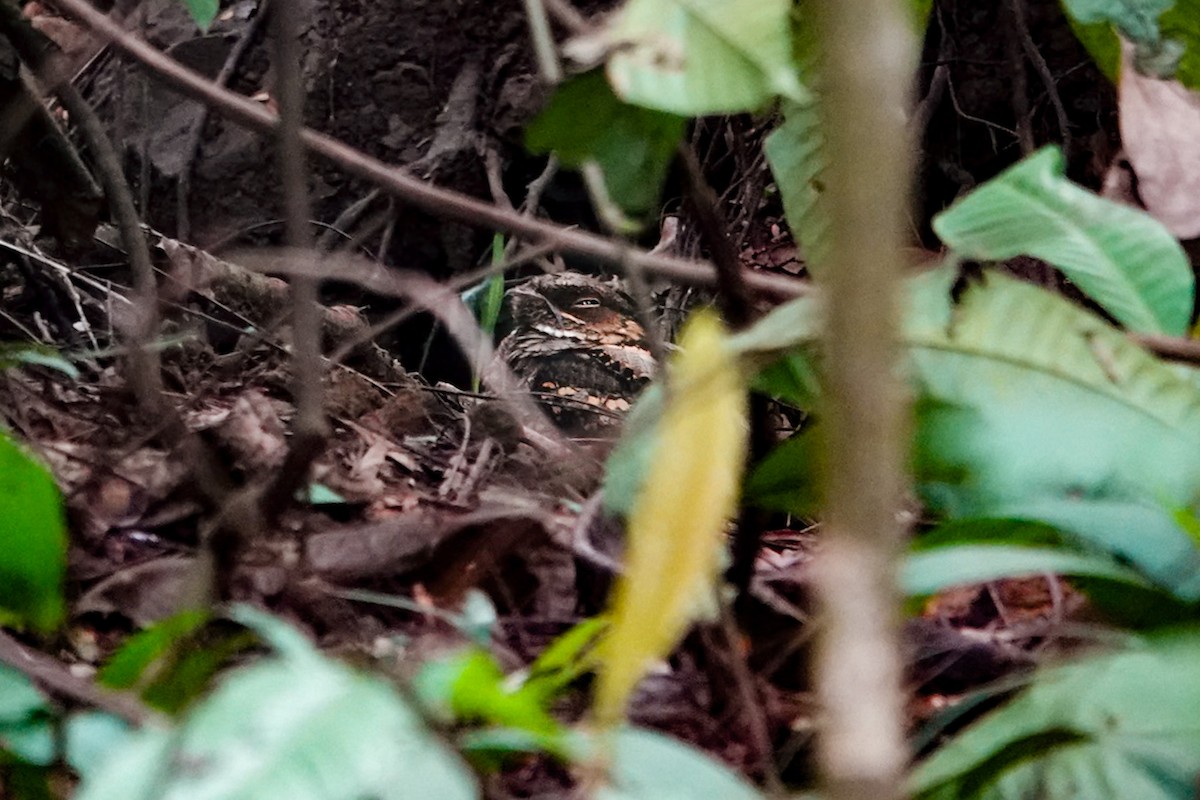 Philippine Nightjar - ML636153286