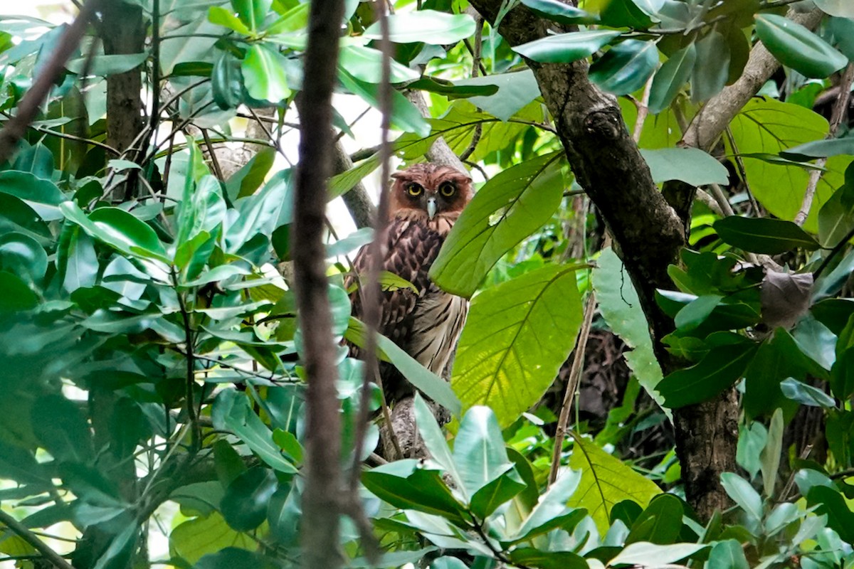 Philippine Eagle-Owl - ML636153293