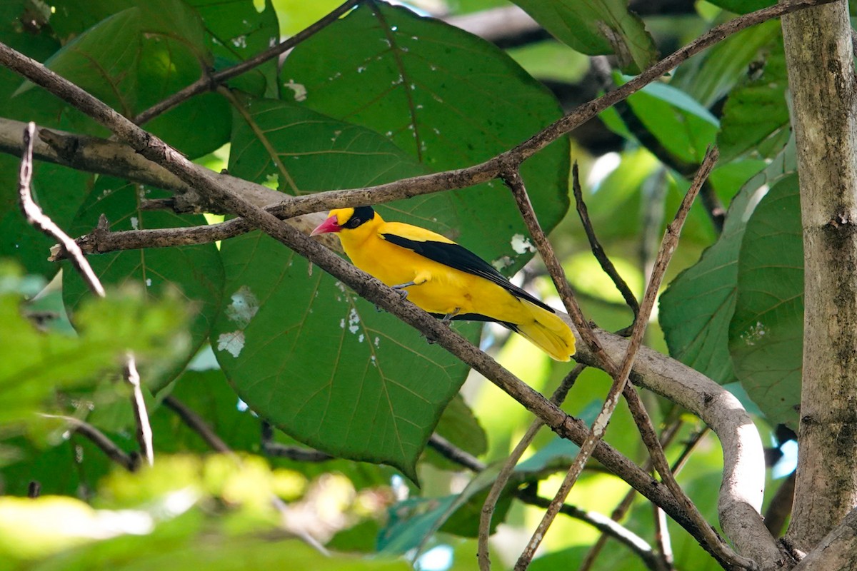 Black-naped Oriole - ML636153306