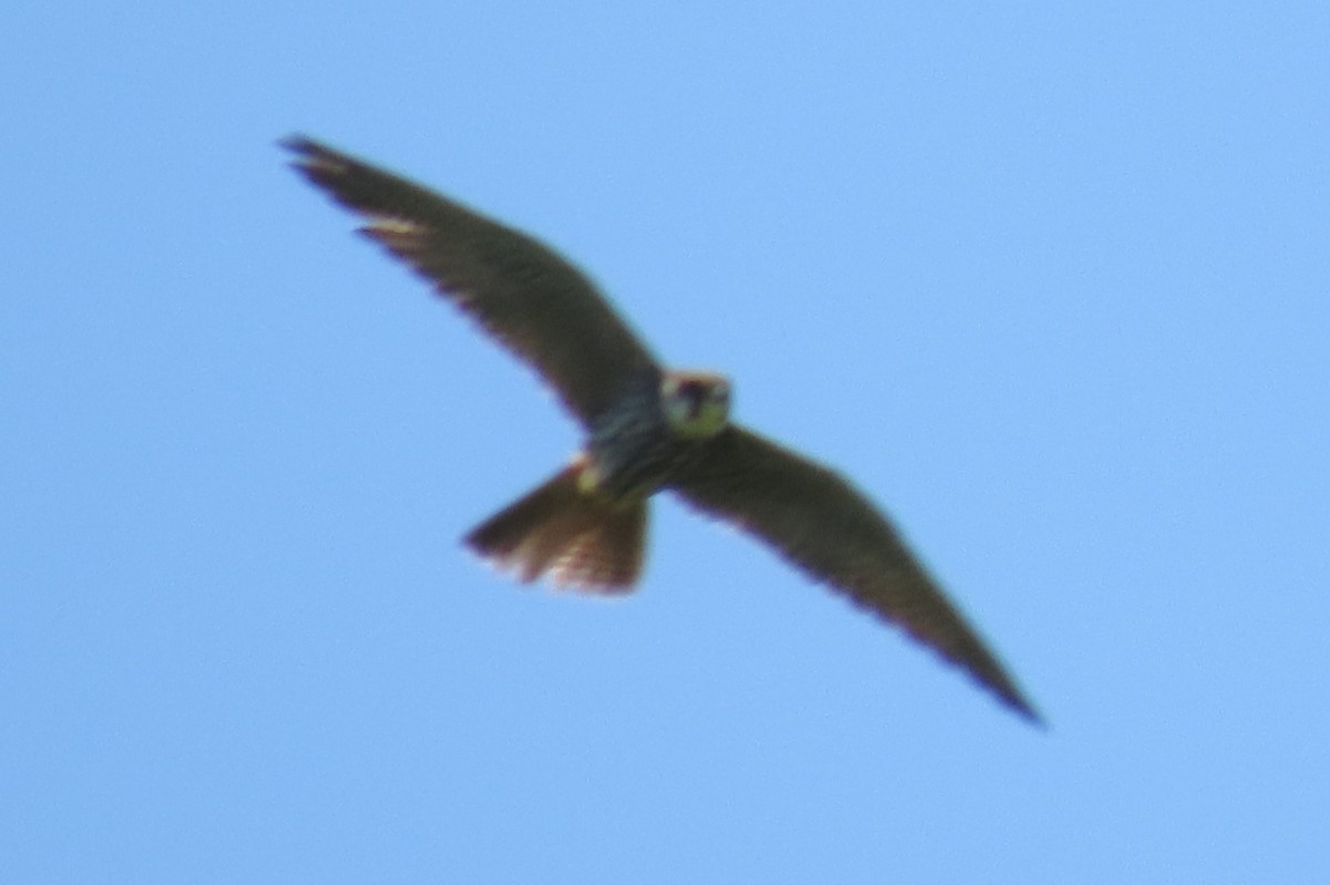 Eurasian Hobby - ML636153310