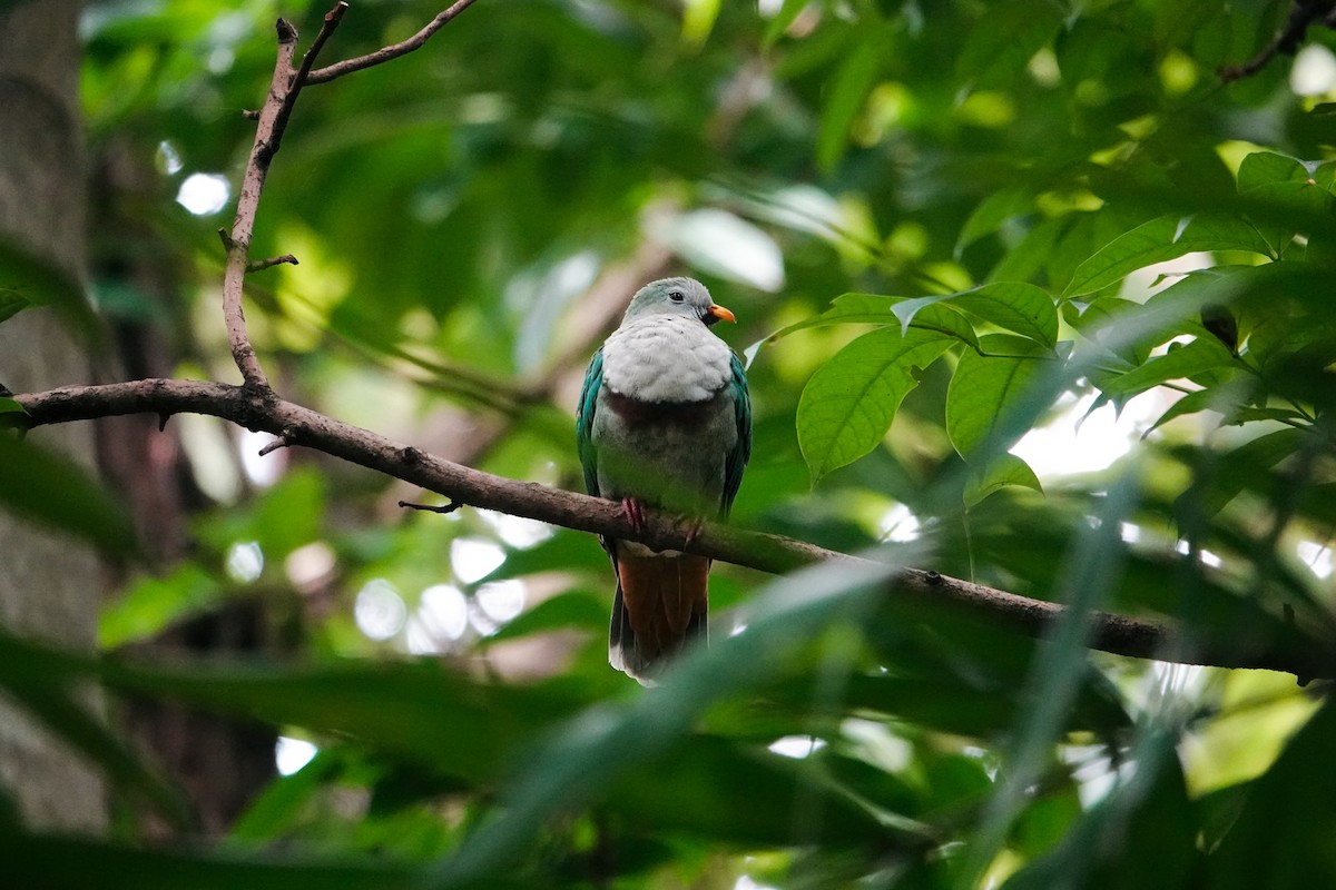 Black-chinned Fruit-Dove - ML636153318