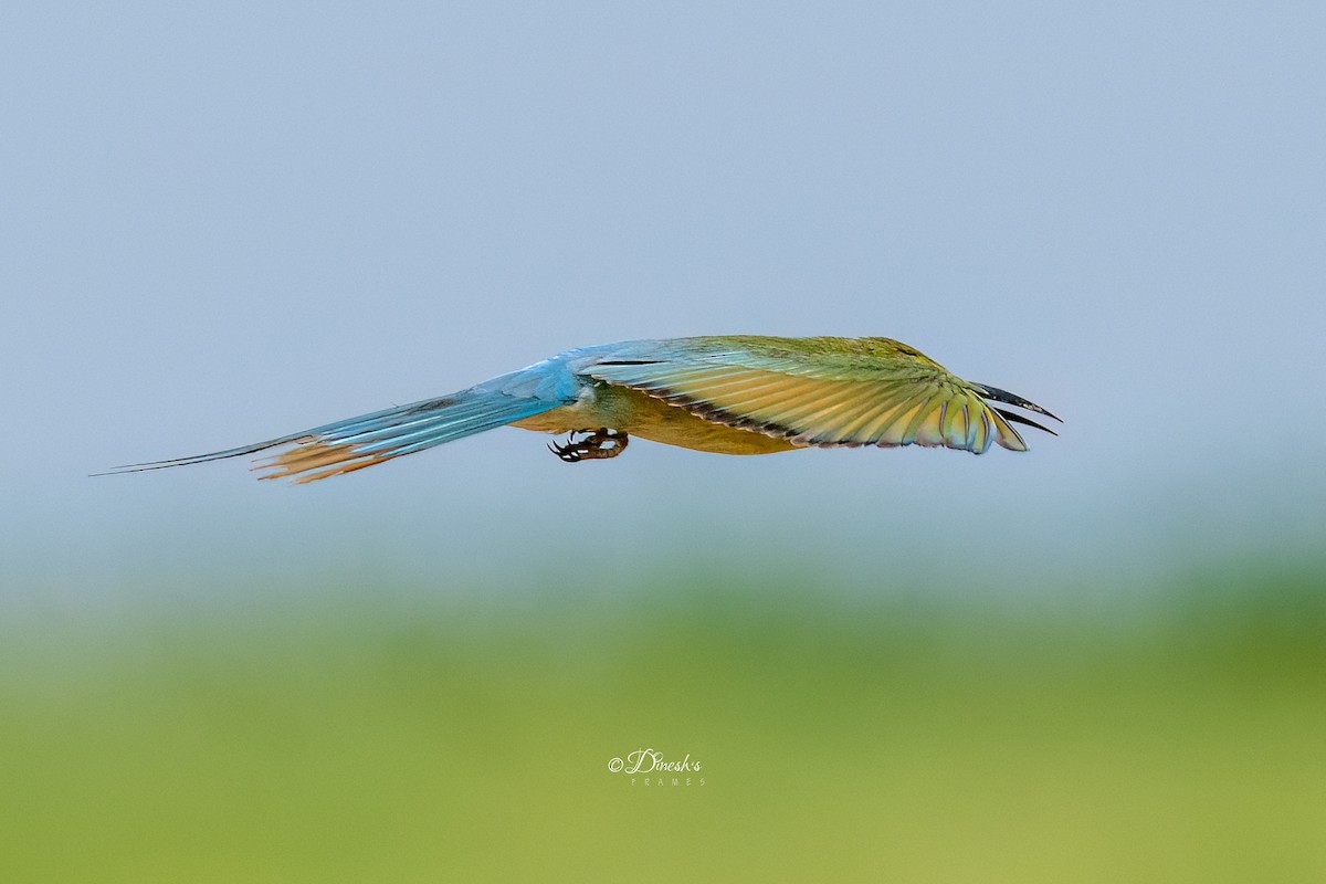 Blue-tailed Bee-eater - ML636153330