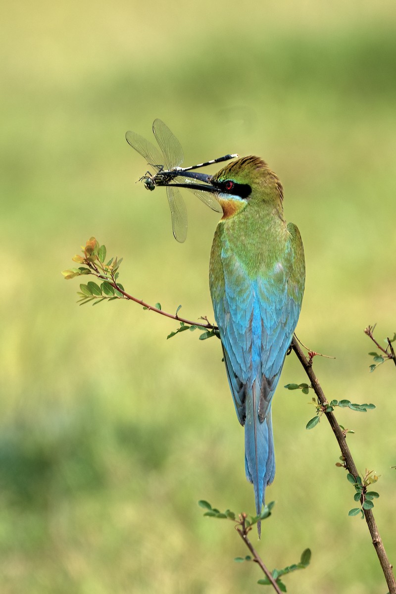 Blue-tailed Bee-eater - ML636153331