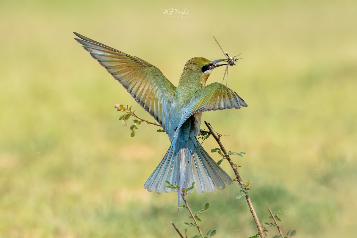 Blue-tailed Bee-eater - ML636153332