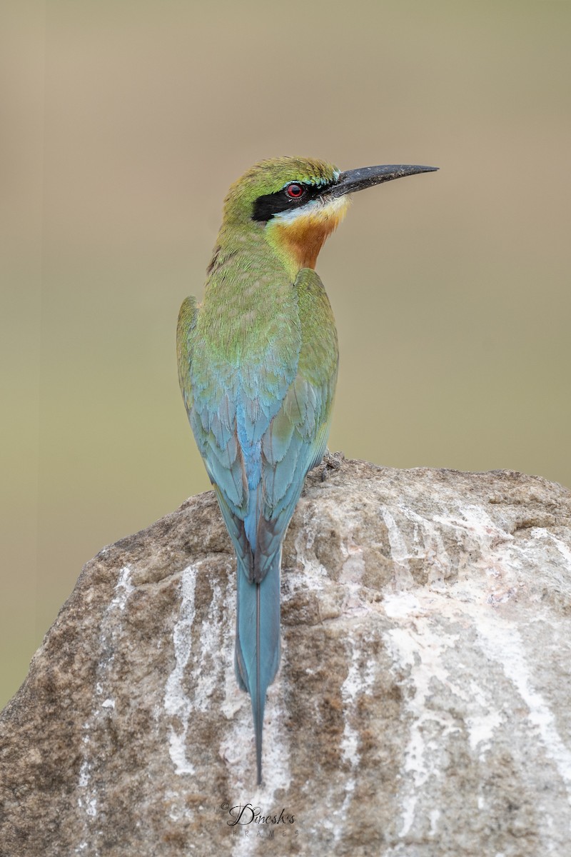 Blue-tailed Bee-eater - ML636153333