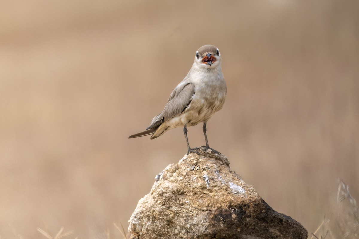 Small Pratincole - ML636153336