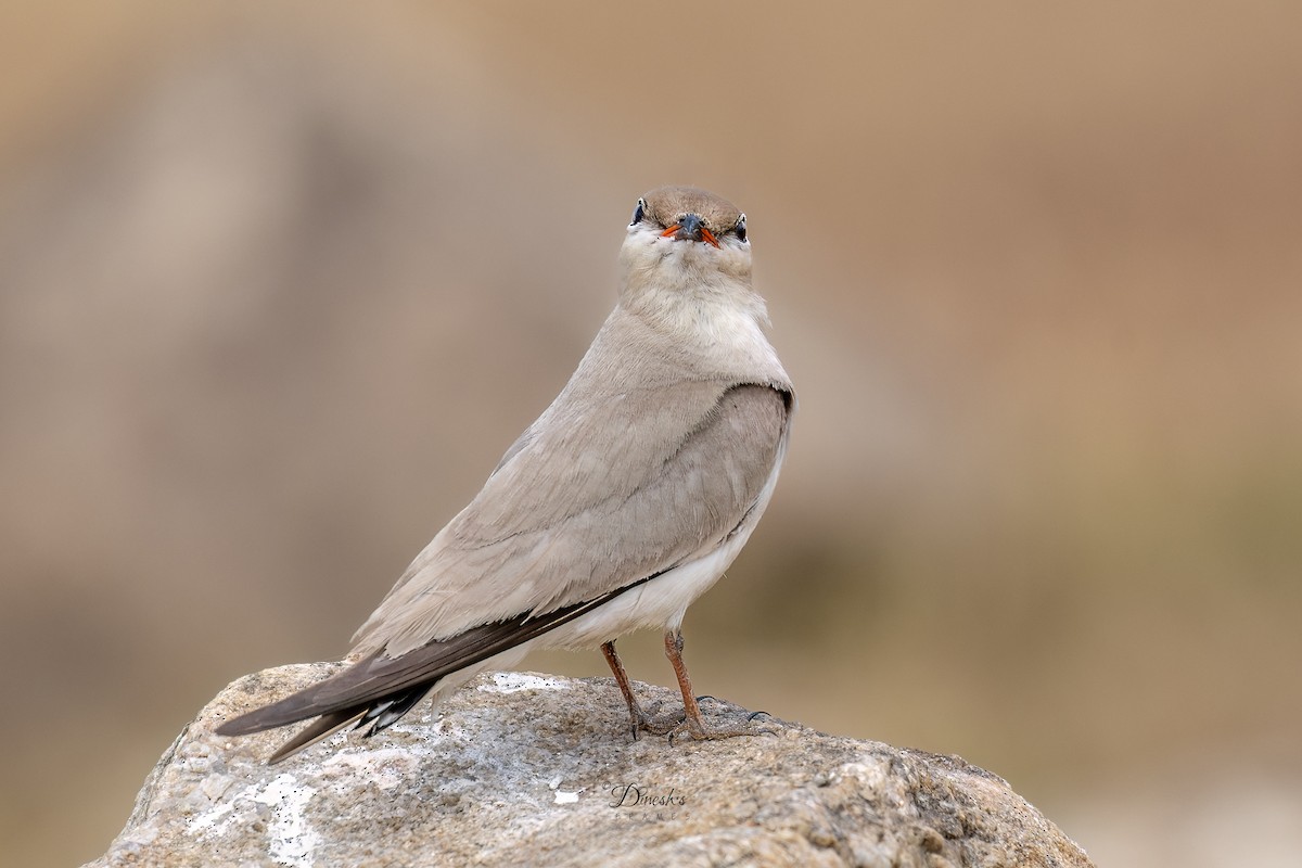 Small Pratincole - ML636153337