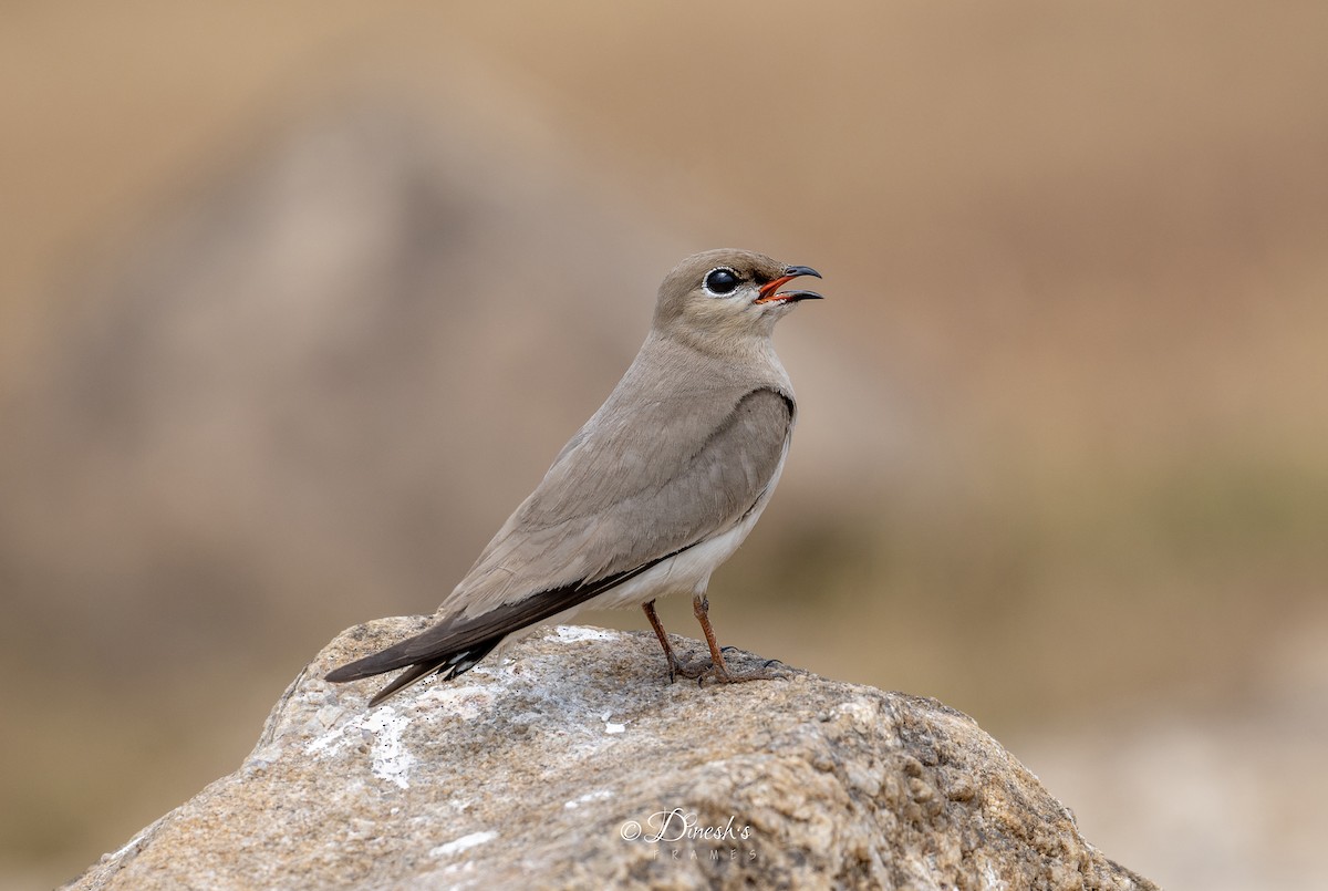 Small Pratincole - ML636153338