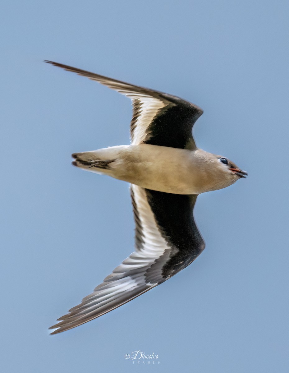 Small Pratincole - ML636153340