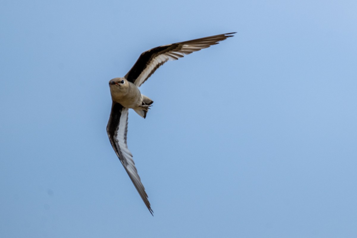 Small Pratincole - ML636153341