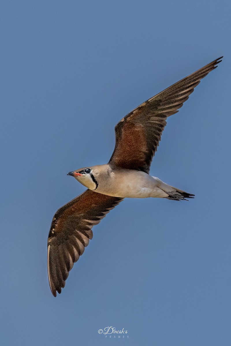 Small Pratincole - ML636153343