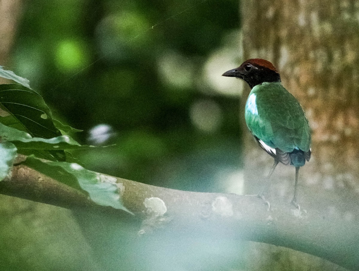 綠胸八色鳥 - ML636153346