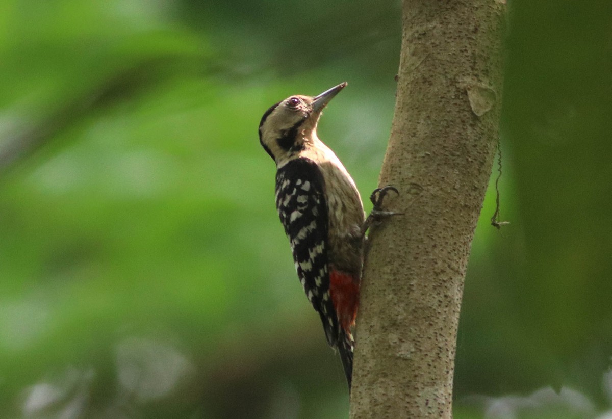 Fulvous-breasted Woodpecker - ML636153360
