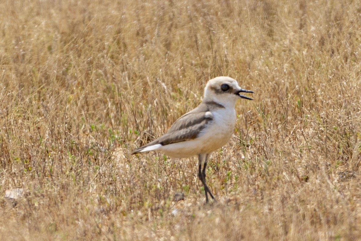 Kentish Plover (Hanuman) - ML636153382