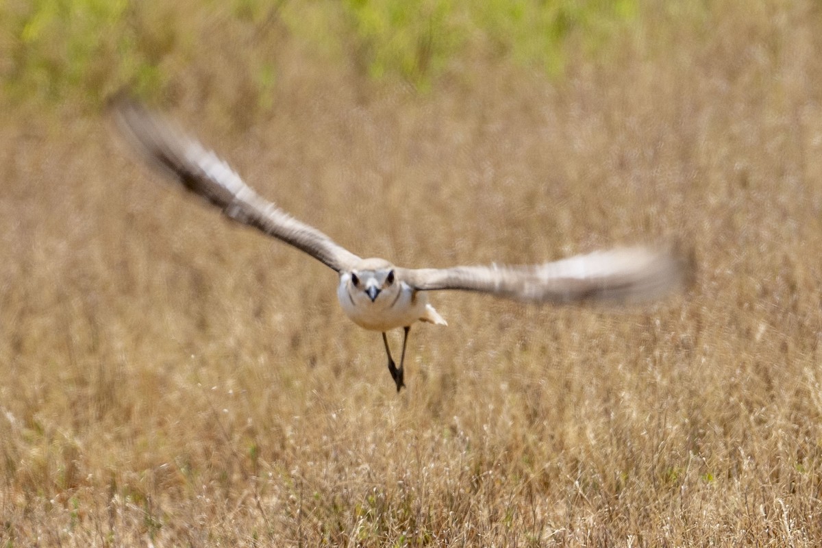 Kentish Plover (Hanuman) - ML636153383