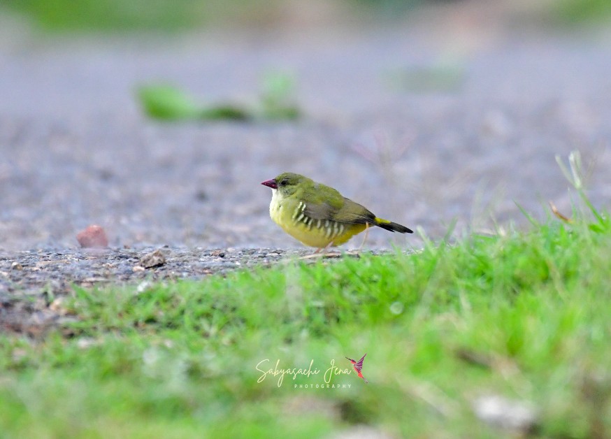 Green Avadavat - ML636153388