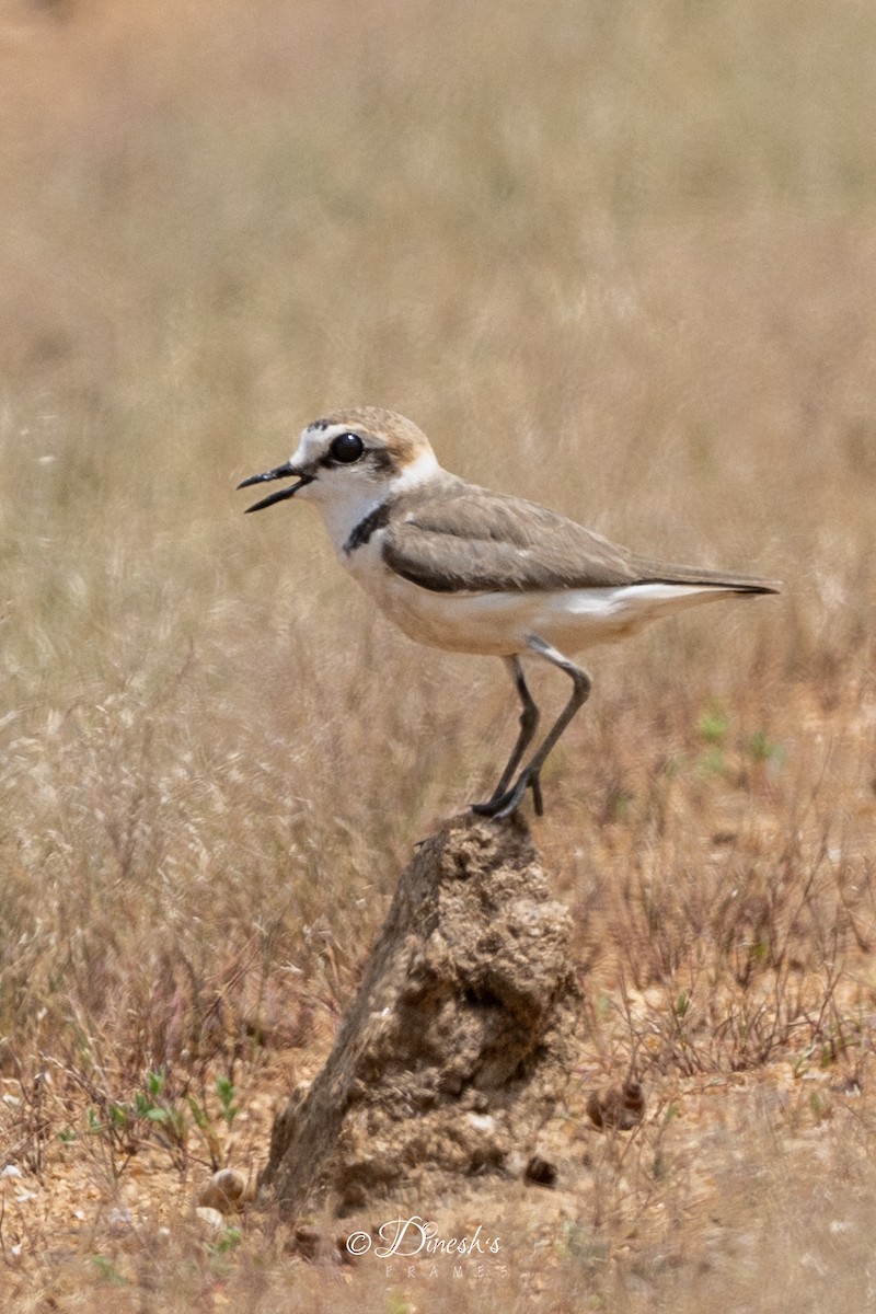 Kentish Plover (Hanuman) - ML636153398