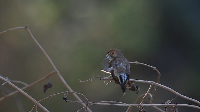 Indian Silverbill - ML636153409