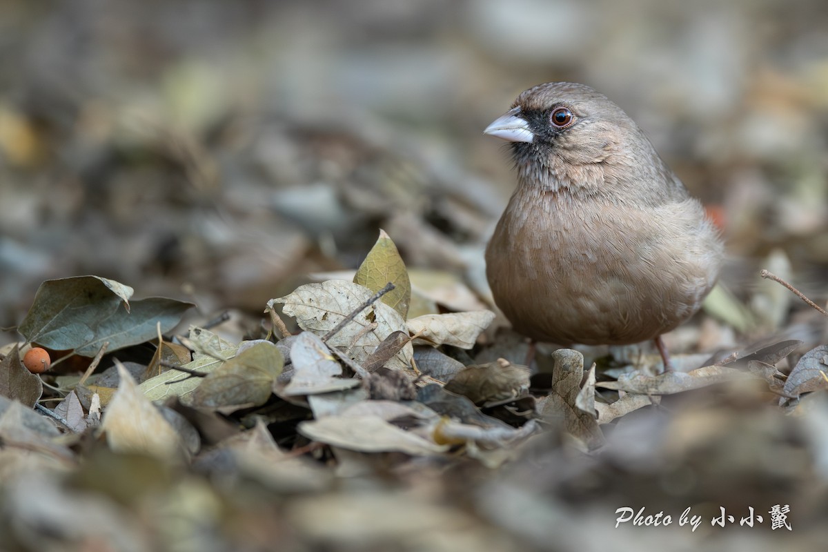 Abert's Towhee - ML636153426
