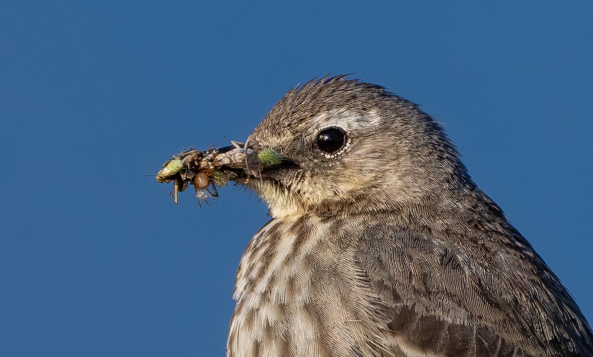 Rock Pipit - ML636153467