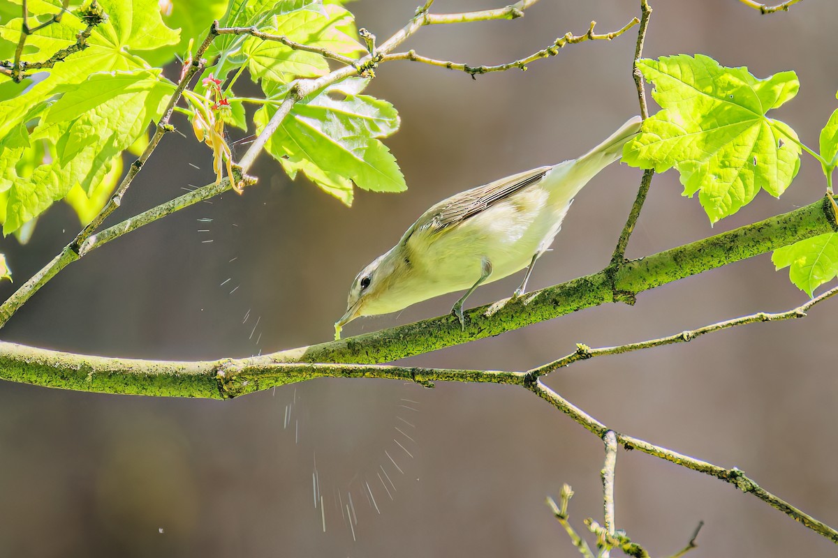 Ötücü Vireo [swainsoni grubu] - ML636153475