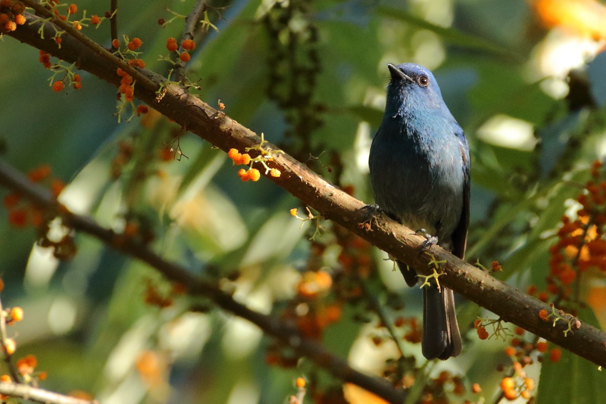 White-bellied Sholakili - ML636153492