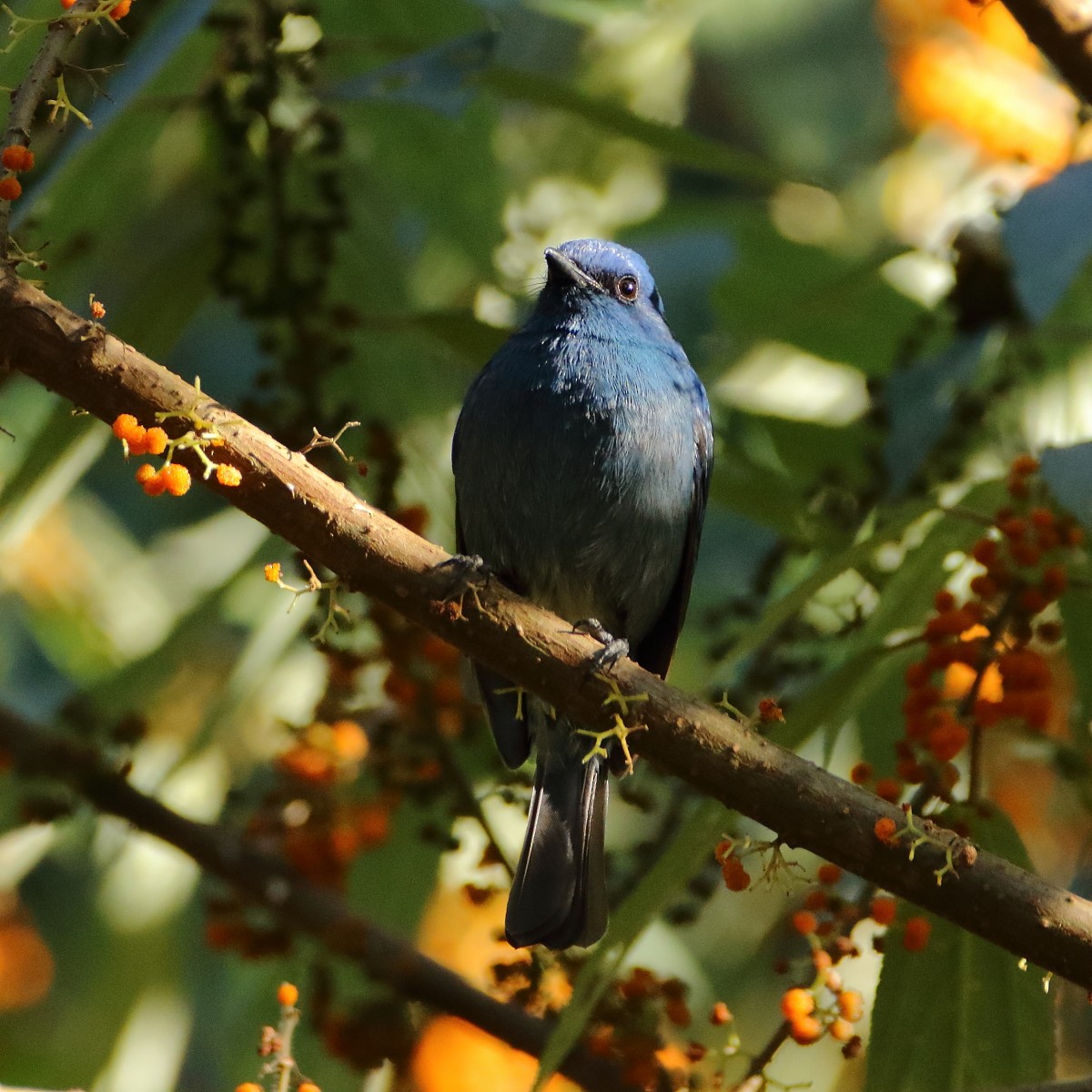 White-bellied Sholakili - ML636153493