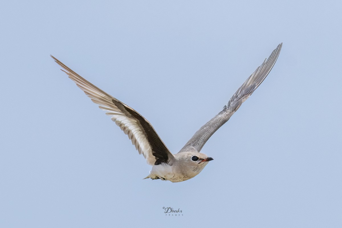 Small Pratincole - ML636153506