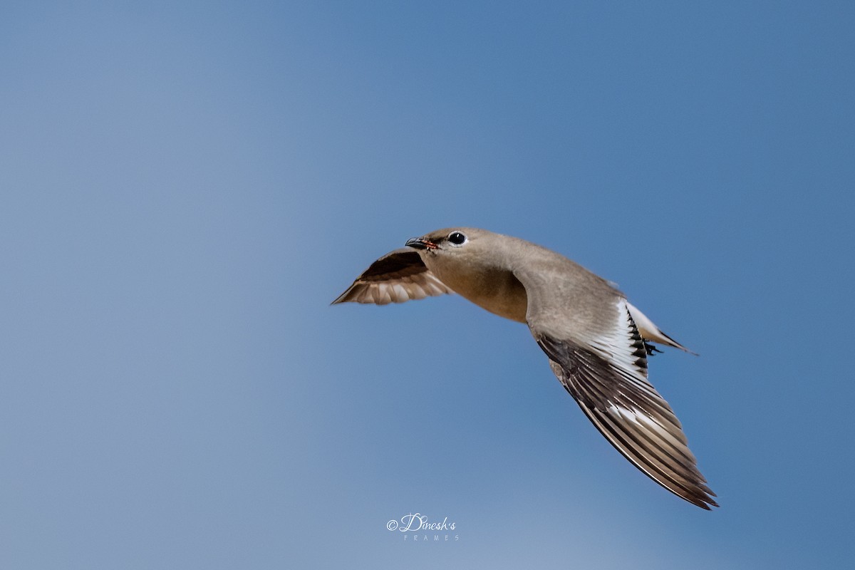 Small Pratincole - ML636153507