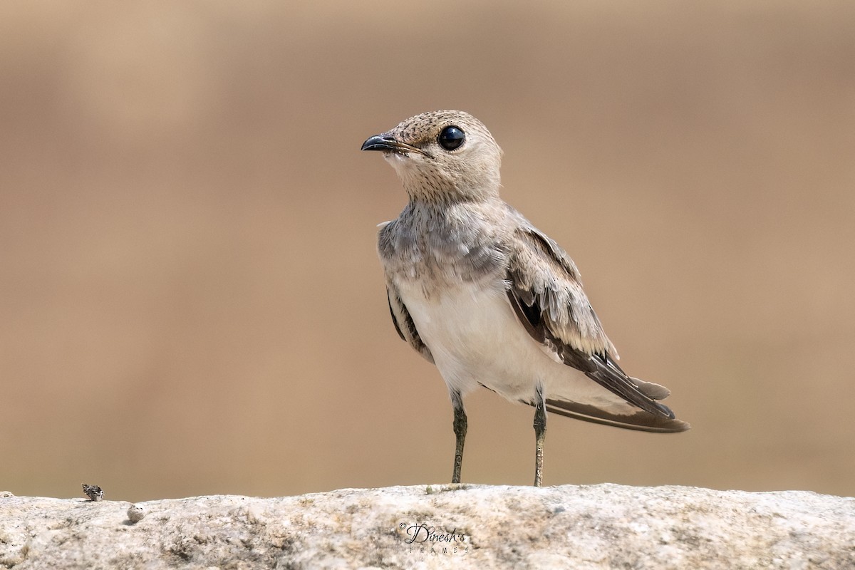 Small Pratincole - ML636153508