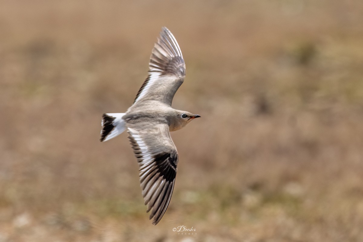 Small Pratincole - ML636153509