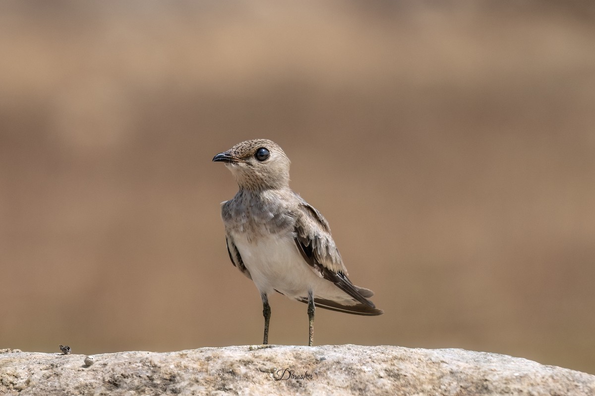 Small Pratincole - ML636153510
